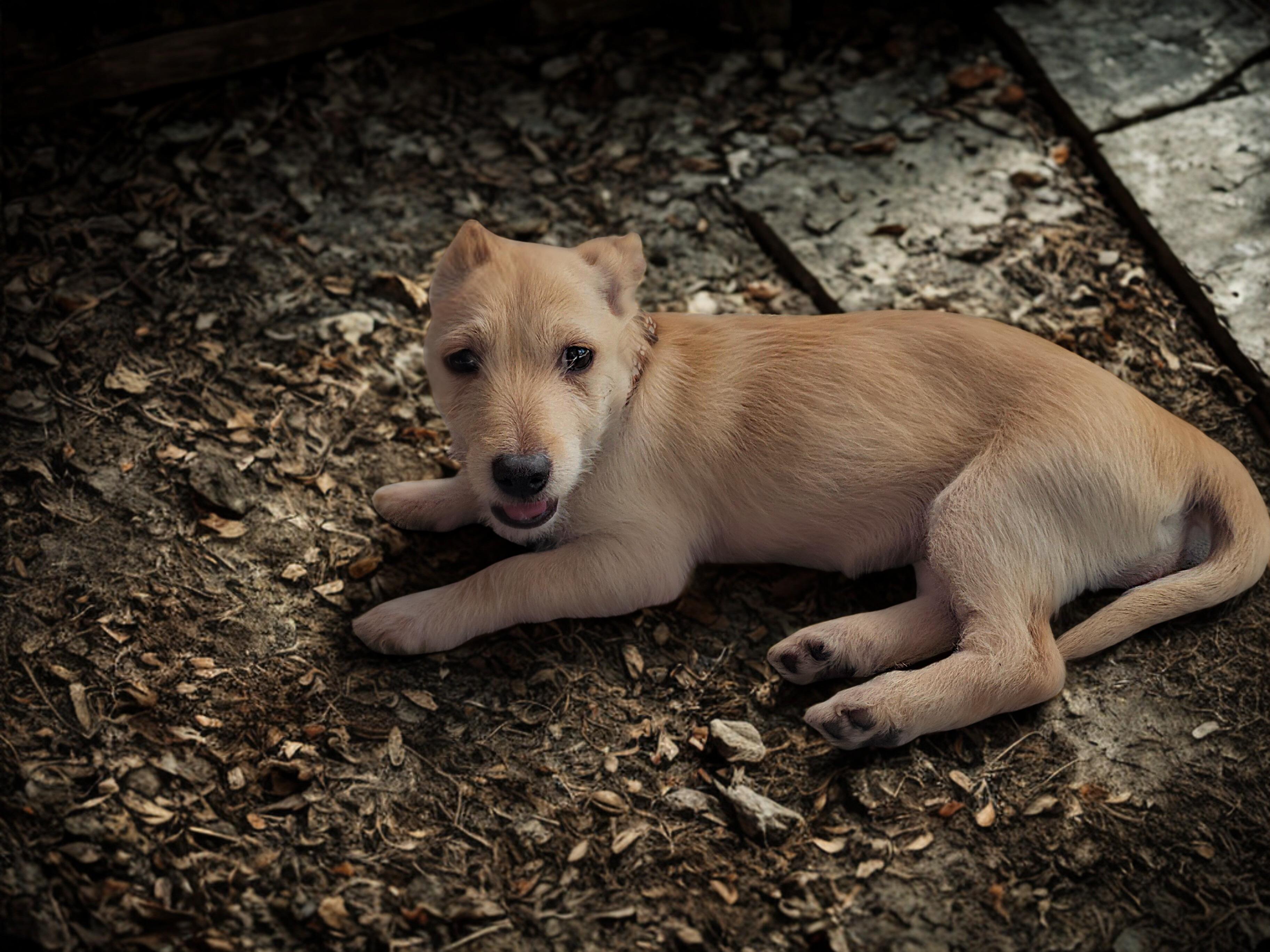 Enlarge Rory, an adopted mixed breed in Encinitas, CA image 2/6