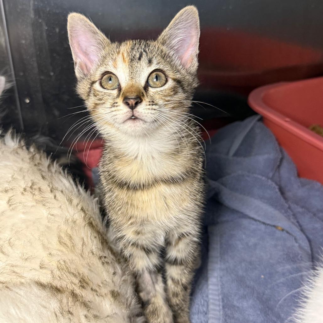 Enlarge Susie, a Adoptable Domestic Short Hair in Arden, NC image 1/6