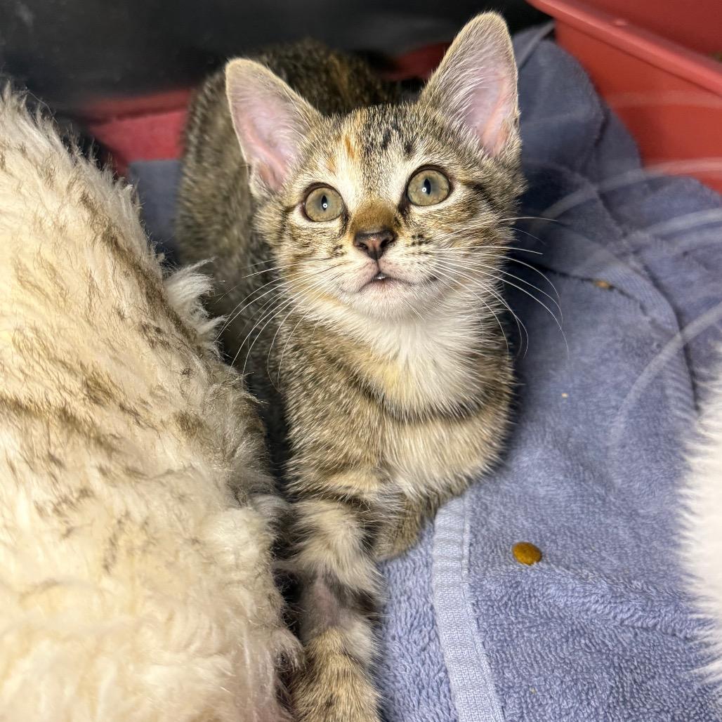 Enlarge Susie, a Adoptable Domestic Short Hair in Arden, NC image 4/6