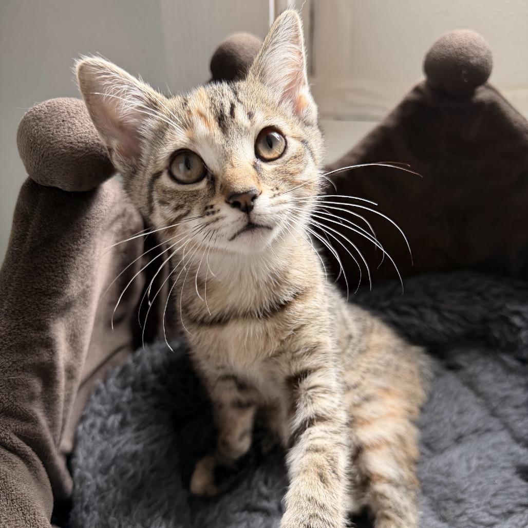 Enlarge Susie, a Adoptable Domestic Short Hair in Arden, NC image 6/6