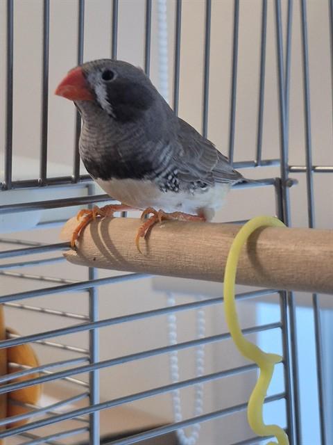 Enlarge BENEDICT, a Adoptable Finch in Vaughan, ON image 1/1