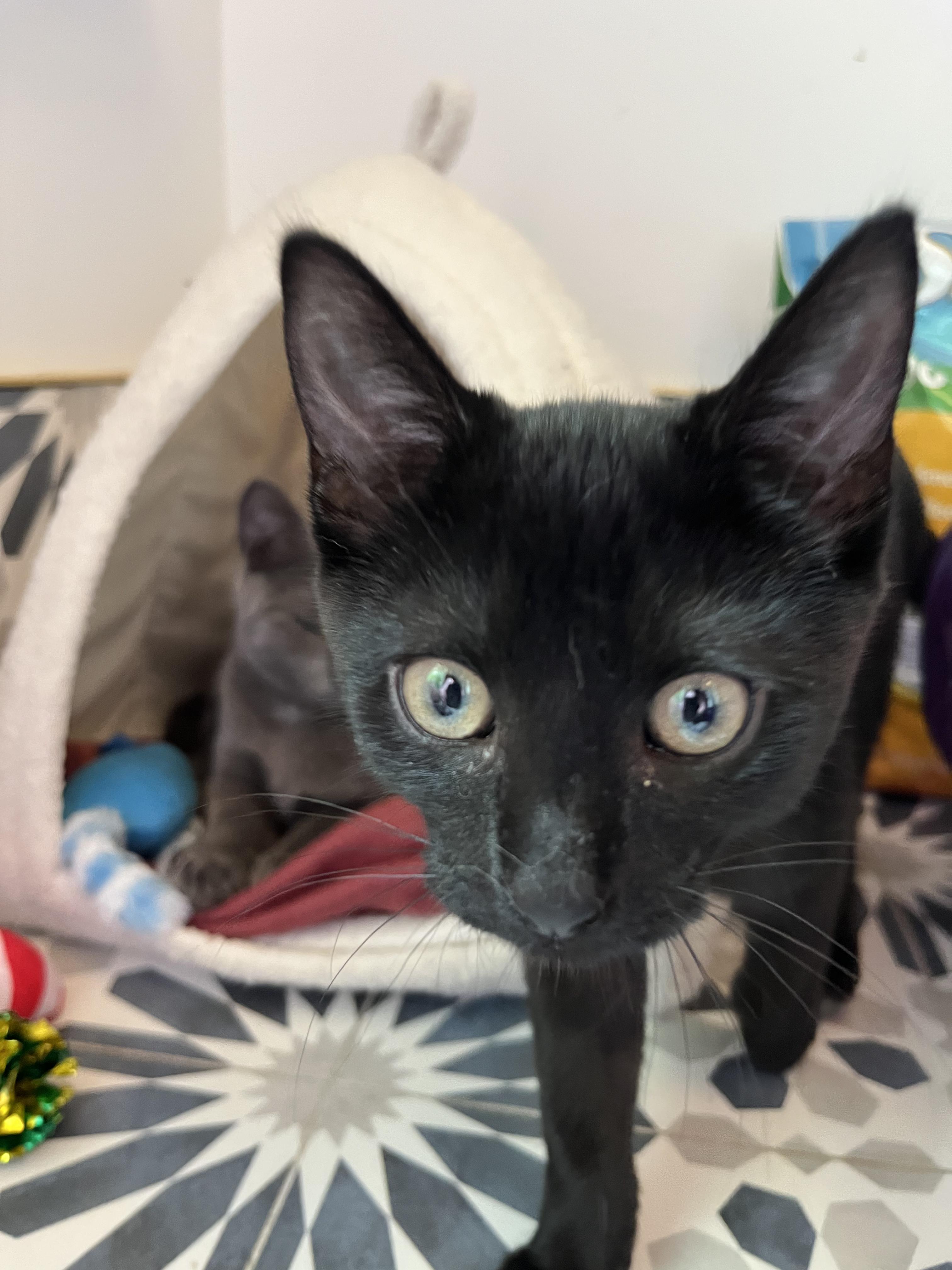 Blu + Ivy, a Adopted Domestic Short Hair in Ridgefield, CT image 4/5