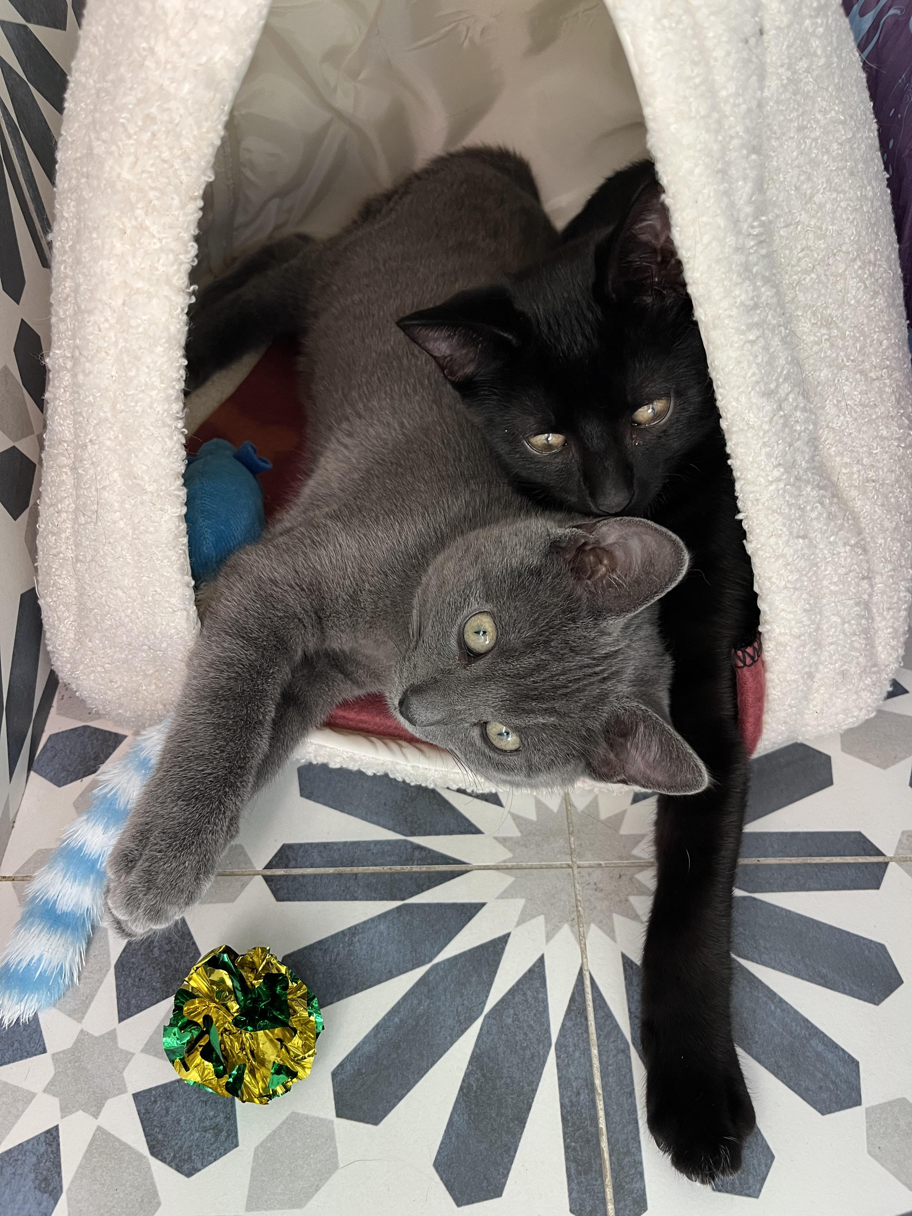 Blu + Ivy, a Adopted Domestic Short Hair in Ridgefield, CT image 1/5