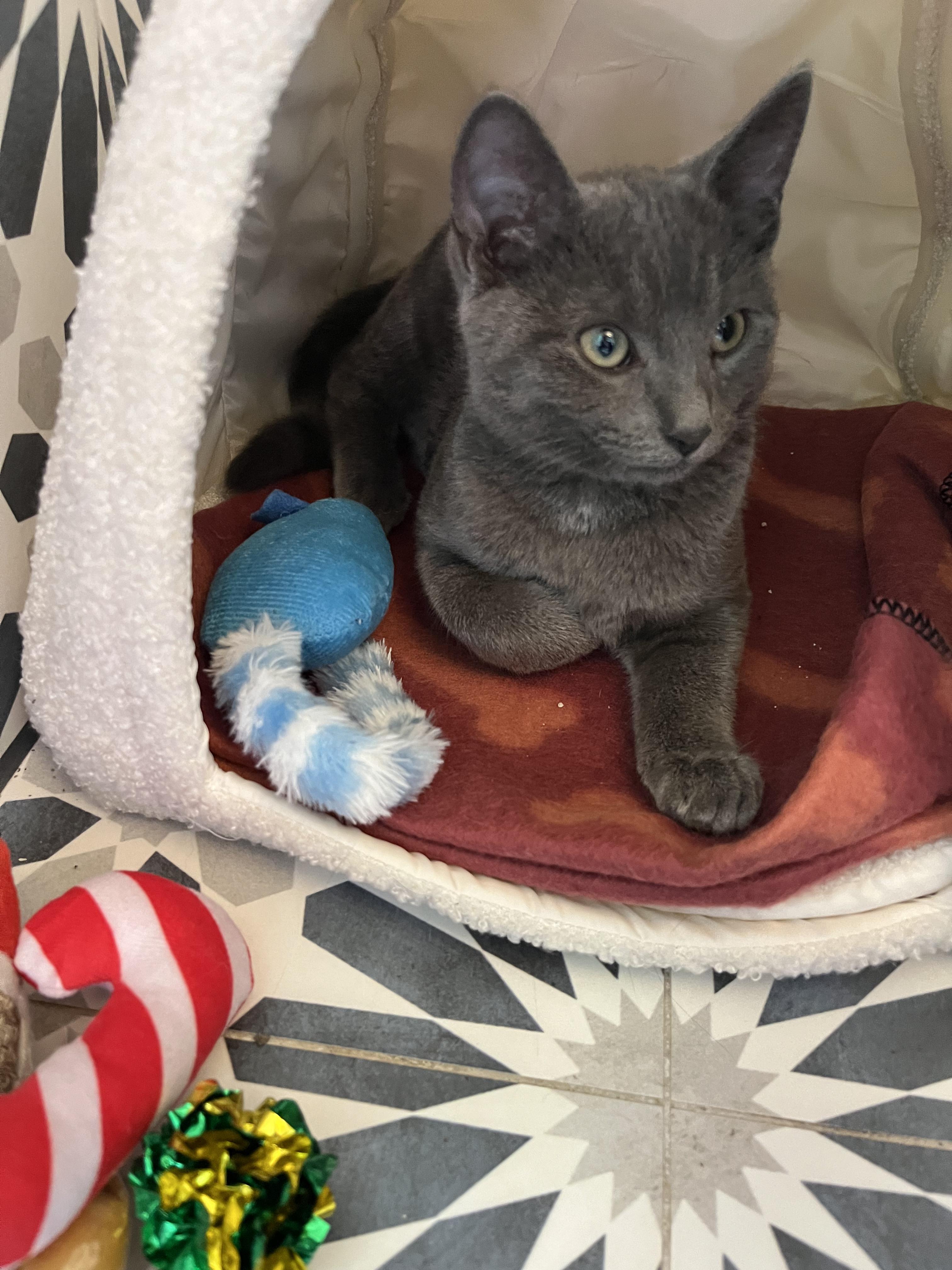 Blu + Ivy, a Adopted Domestic Short Hair in Ridgefield, CT image 5/5