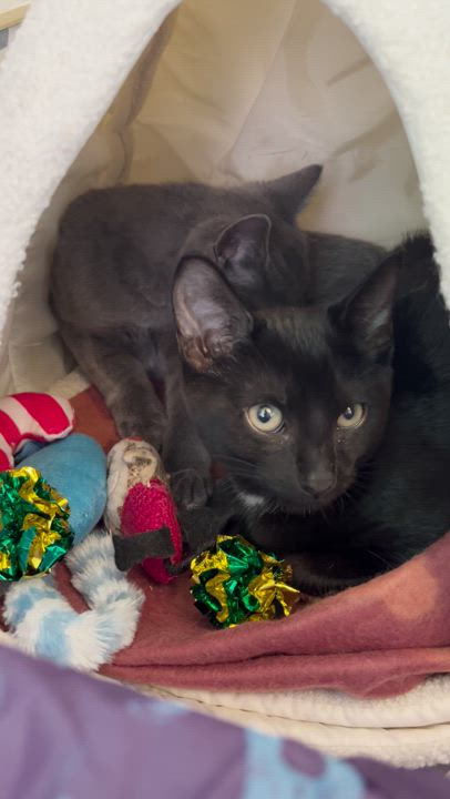 Enlarge Blu + Ivy, a Adopted Domestic Short Hair in Ridgefield, CT video 2/5
