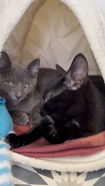 Enlarge Blu + Ivy, a Adopted Domestic Short Hair in Ridgefield, CT video 3/5