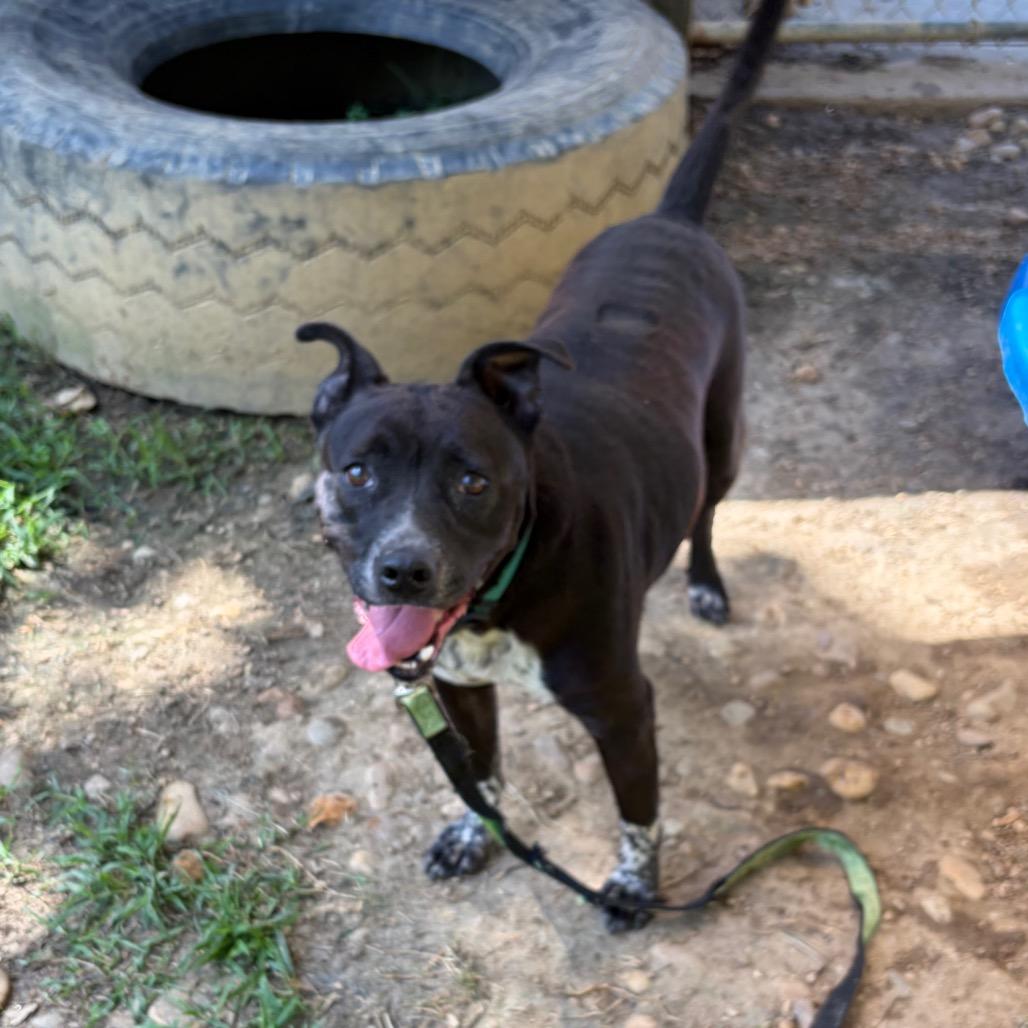 Sable 9080, Adoptable, Adult Female Mixed Breed.