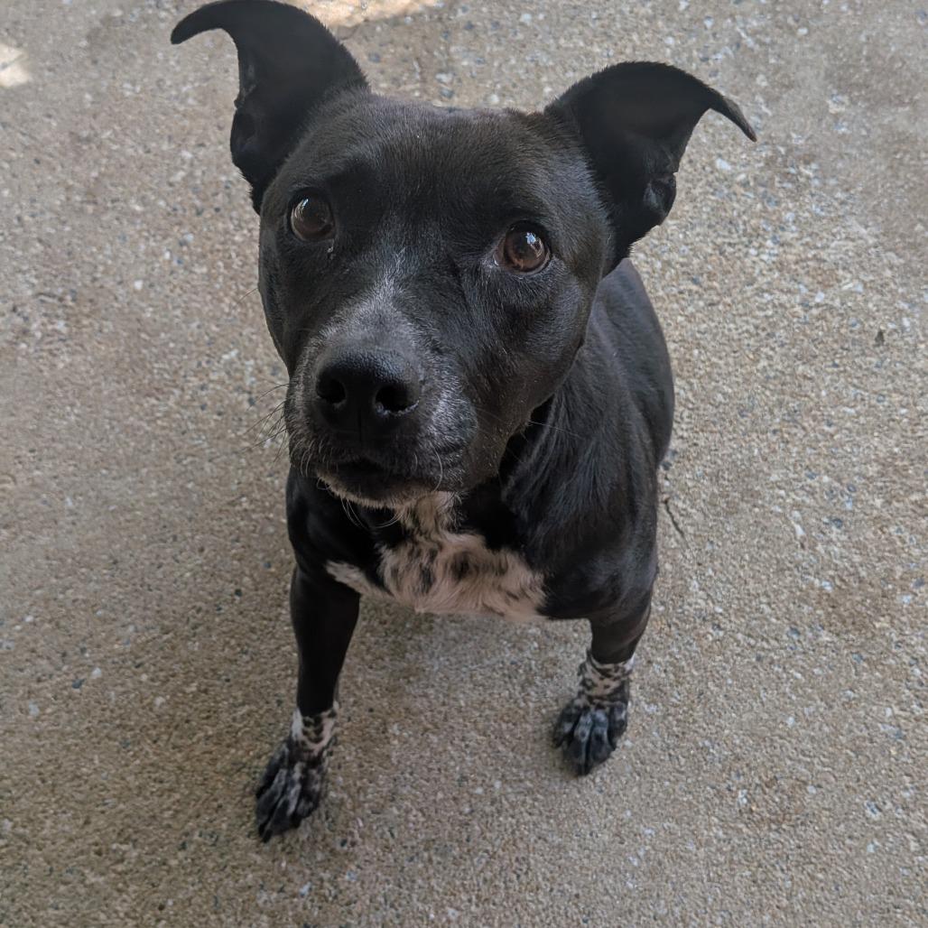 Enlarge Sable 9080, a Adoptable Mixed Breed in Columbus, GA image 2/6