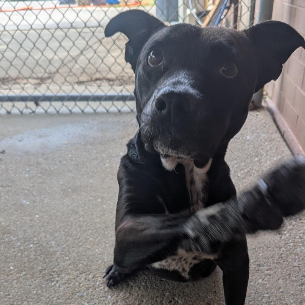 Enlarge Sable 9080, a Adoptable Mixed Breed in Columbus, GA image 3/6