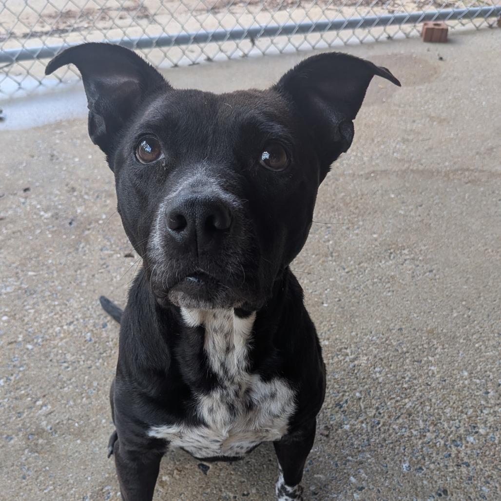 Enlarge Sable 9080, a Adoptable Mixed Breed in Columbus, GA image 4/6