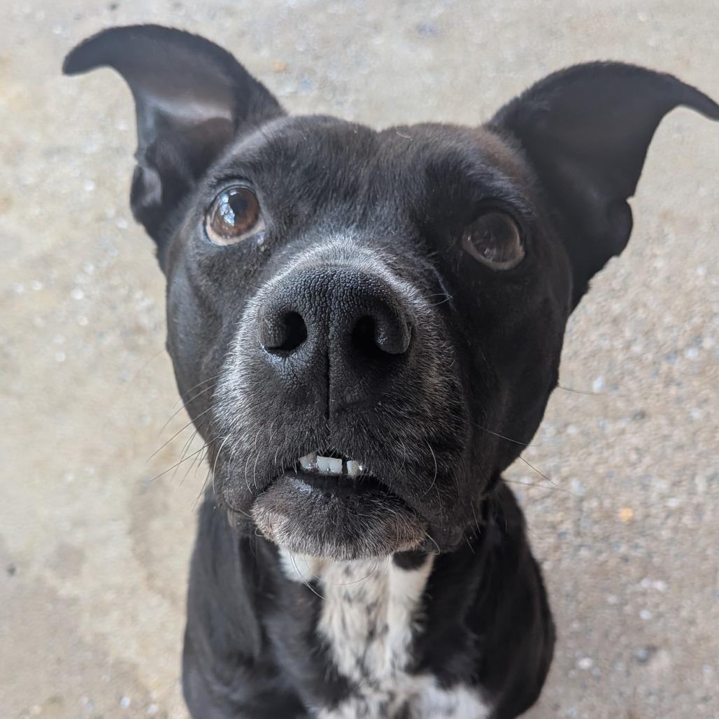 Enlarge Sable 9080, a Adoptable Mixed Breed in Columbus, GA image 5/6