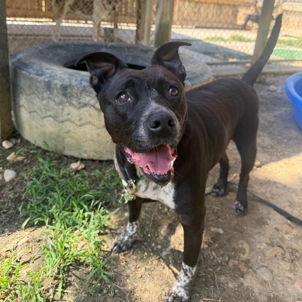Enlarge Sable 9080, a Adoptable Mixed Breed in Columbus, GA image 6/6