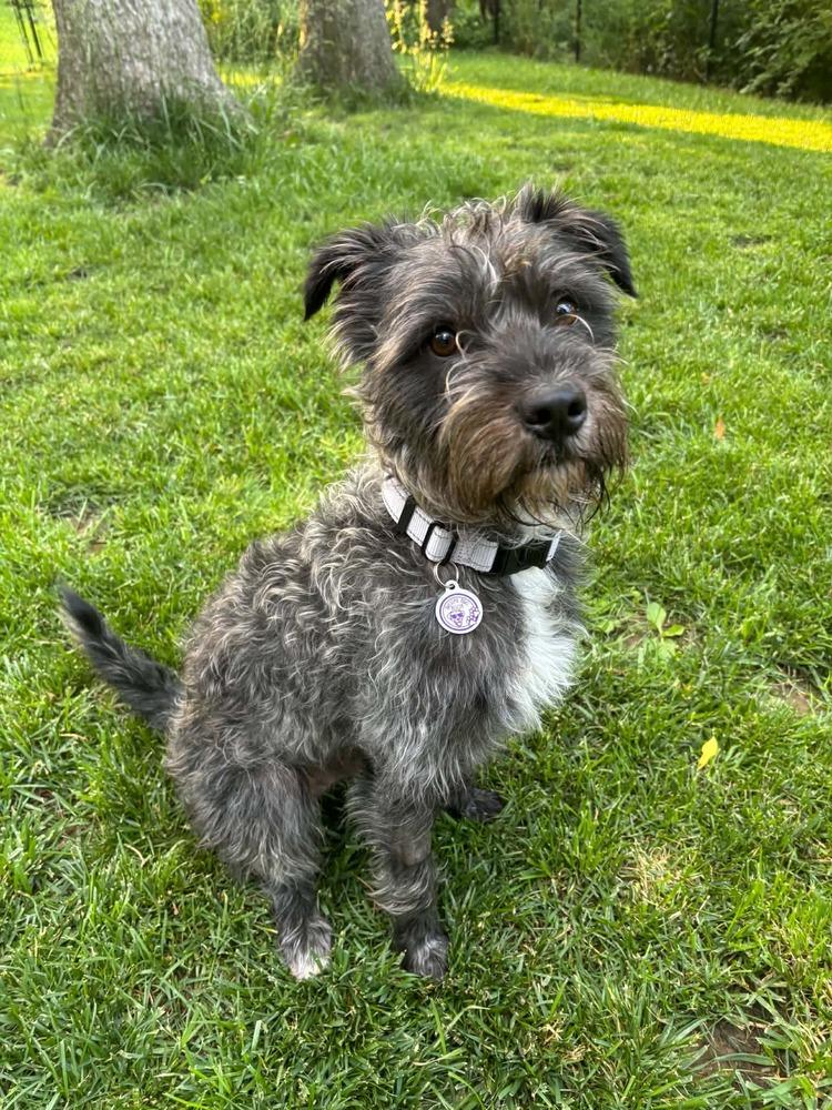 Edwin, Adoptable, Adult Male Terrier.