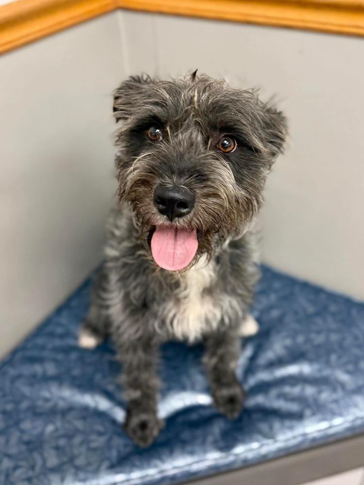 Enlarge Edwin, a Adoptable mixed breed in Alden, NY image 2/3