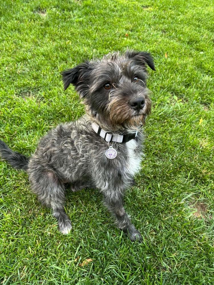 Enlarge Edwin, a Adoptable mixed breed in Alden, NY image 3/3