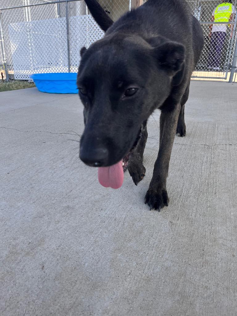 Sam/Oreo, Adoptable, Young Male Border Collie.