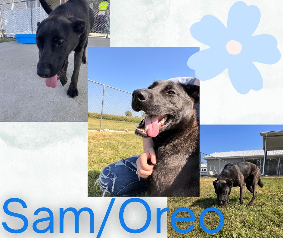 Enlarge Sam/Oreo, a Adoptable mixed breed in Hopkinsville, KY image 2/6