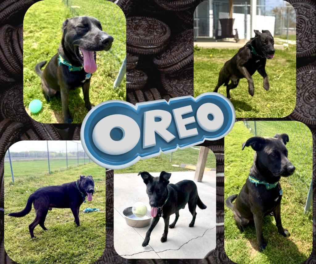 Enlarge Sam/Oreo, a Adoptable mixed breed in Hopkinsville, KY image 3/6