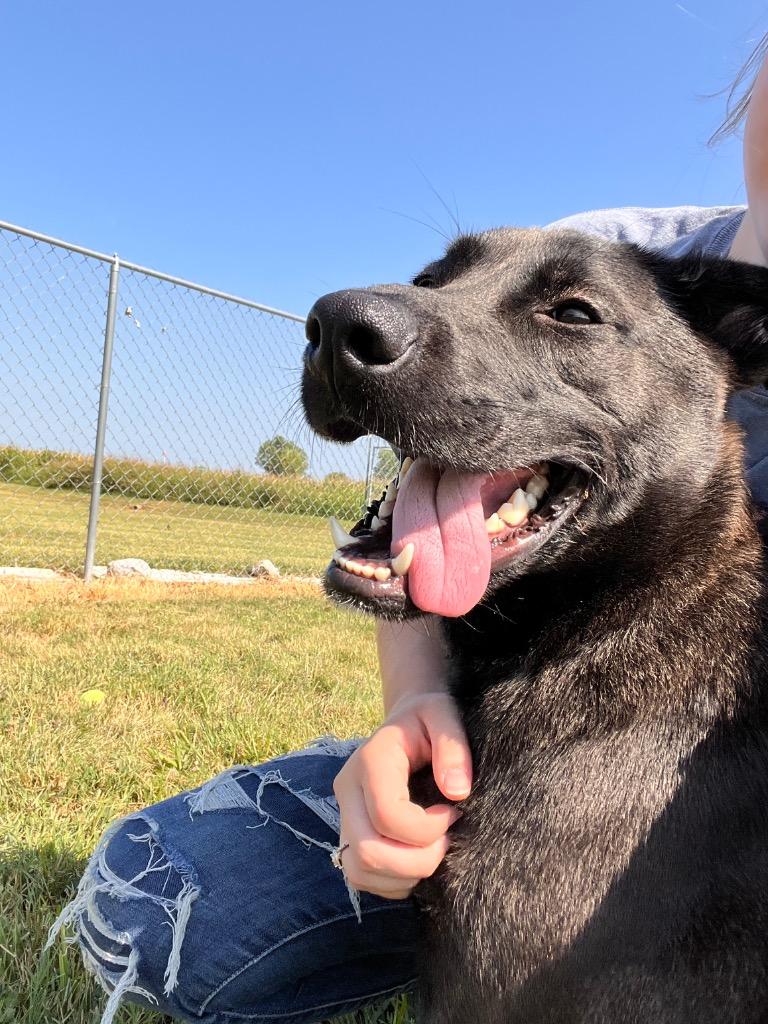 Enlarge Sam/Oreo, a Adoptable mixed breed in Hopkinsville, KY image 4/6