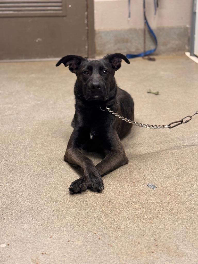 Enlarge Sam/Oreo, a Adoptable mixed breed in Hopkinsville, KY image 5/6