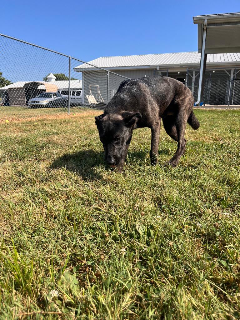 Enlarge Sam/Oreo, a Adoptable mixed breed in Hopkinsville, KY image 6/6