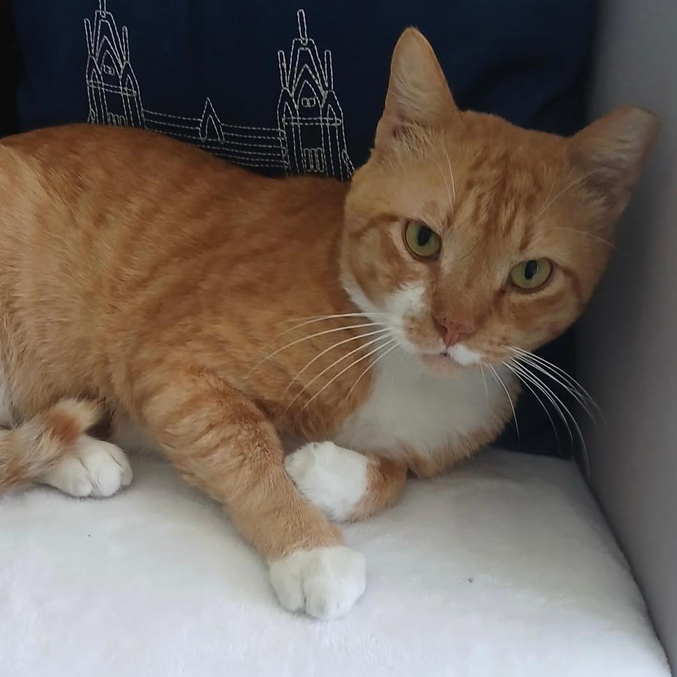 Pete, Adoptable, Adult Male Domestic Short Hair.