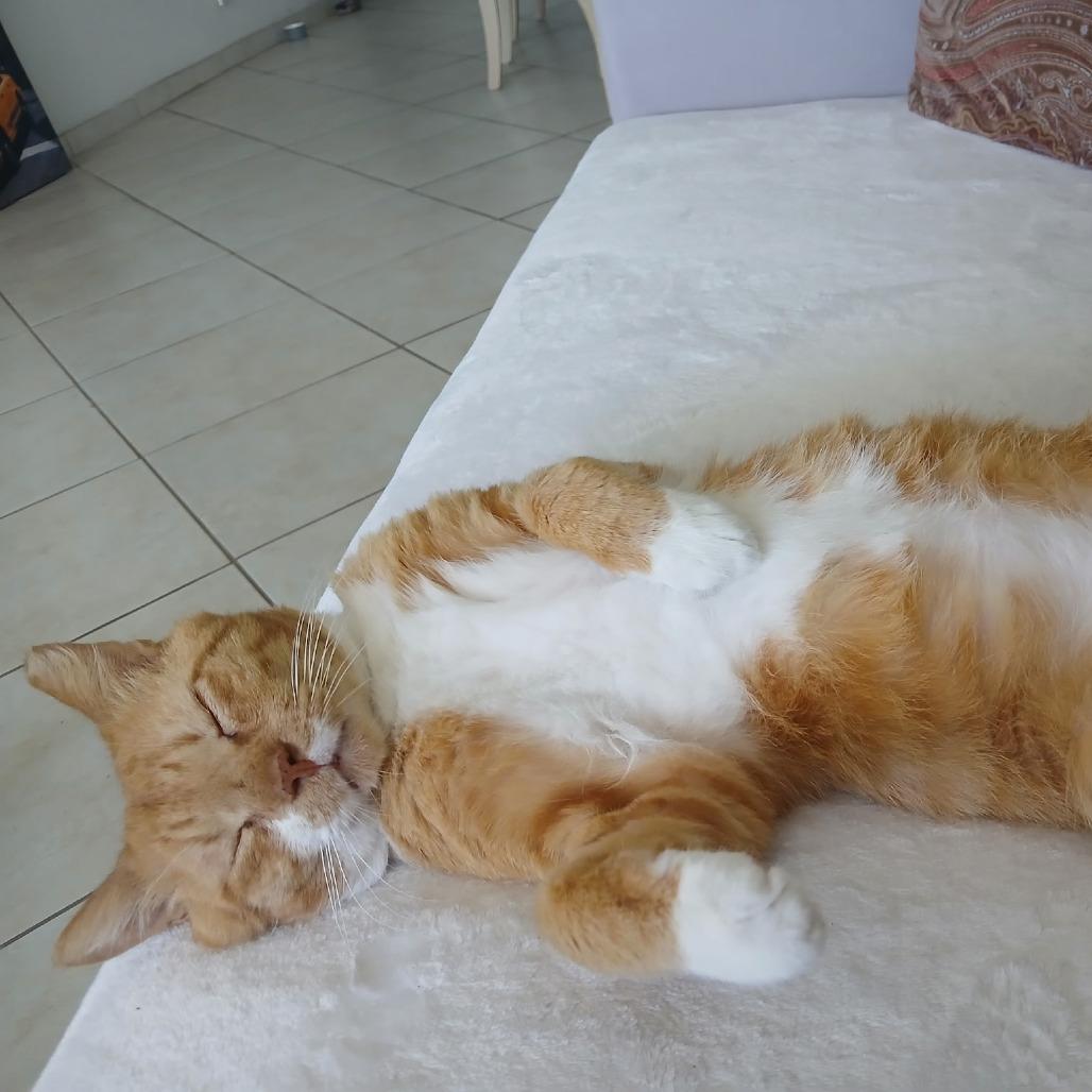 Enlarge Pete, a Adoptable Domestic Short Hair in Oakland Park, FL image 2/5