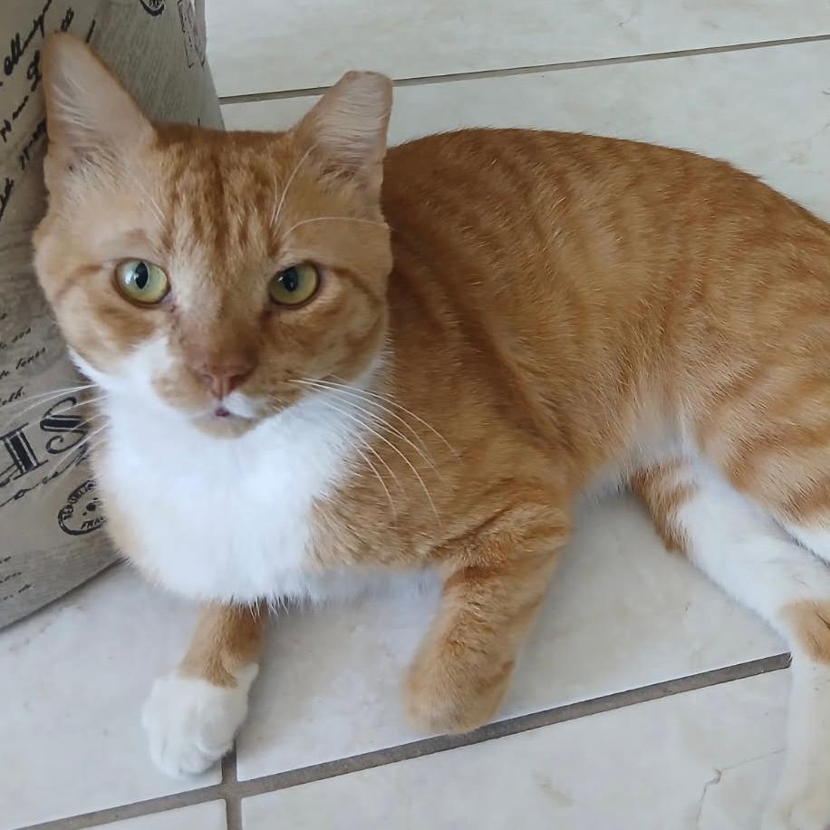 Enlarge Pete, a Adoptable Domestic Short Hair in Oakland Park, FL image 5/5