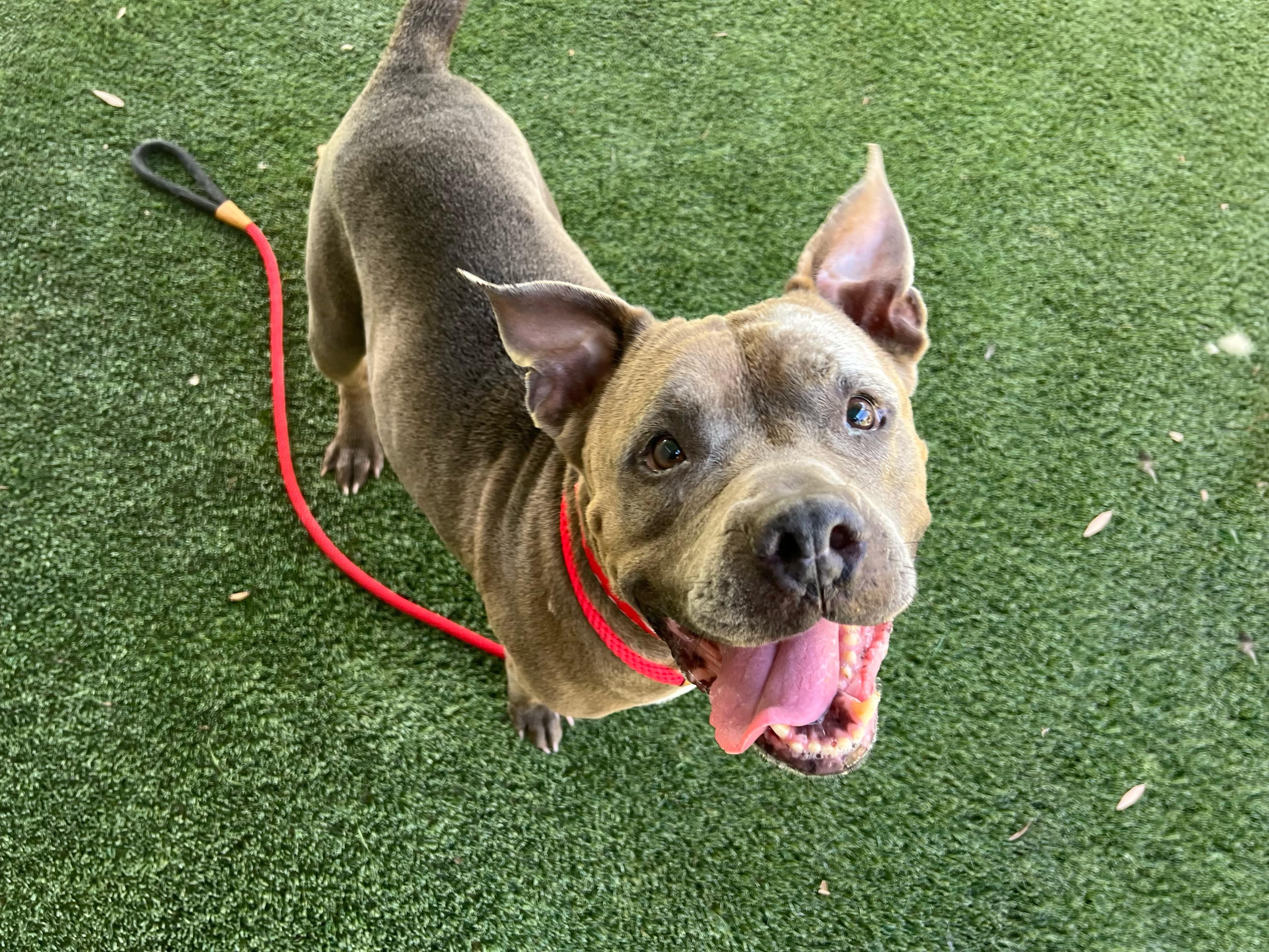 Enlarge CHUCHA, a Adoptable Pit Bull Terrier in Los Angeles, CA image 1/1