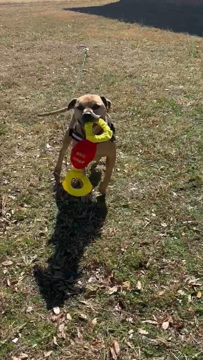 Enlarge WESLEY-Wonderfully Sweet, a Adoptable mixed breed in South Hadley, MA video 6/6