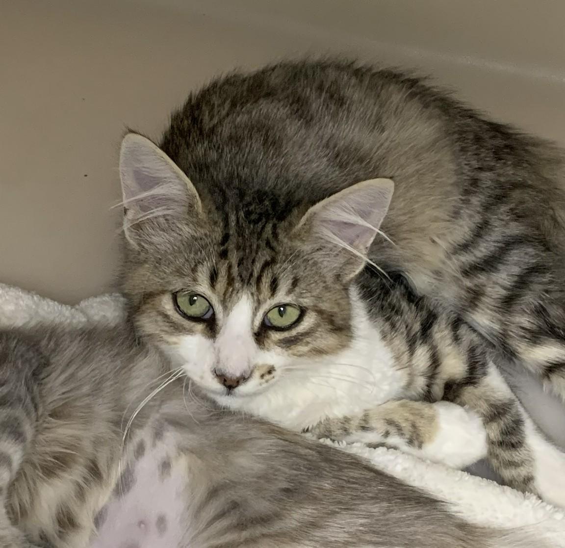 Trevor, ADOPTABLE, Young Male Domestic Medium Hair & Tabby.