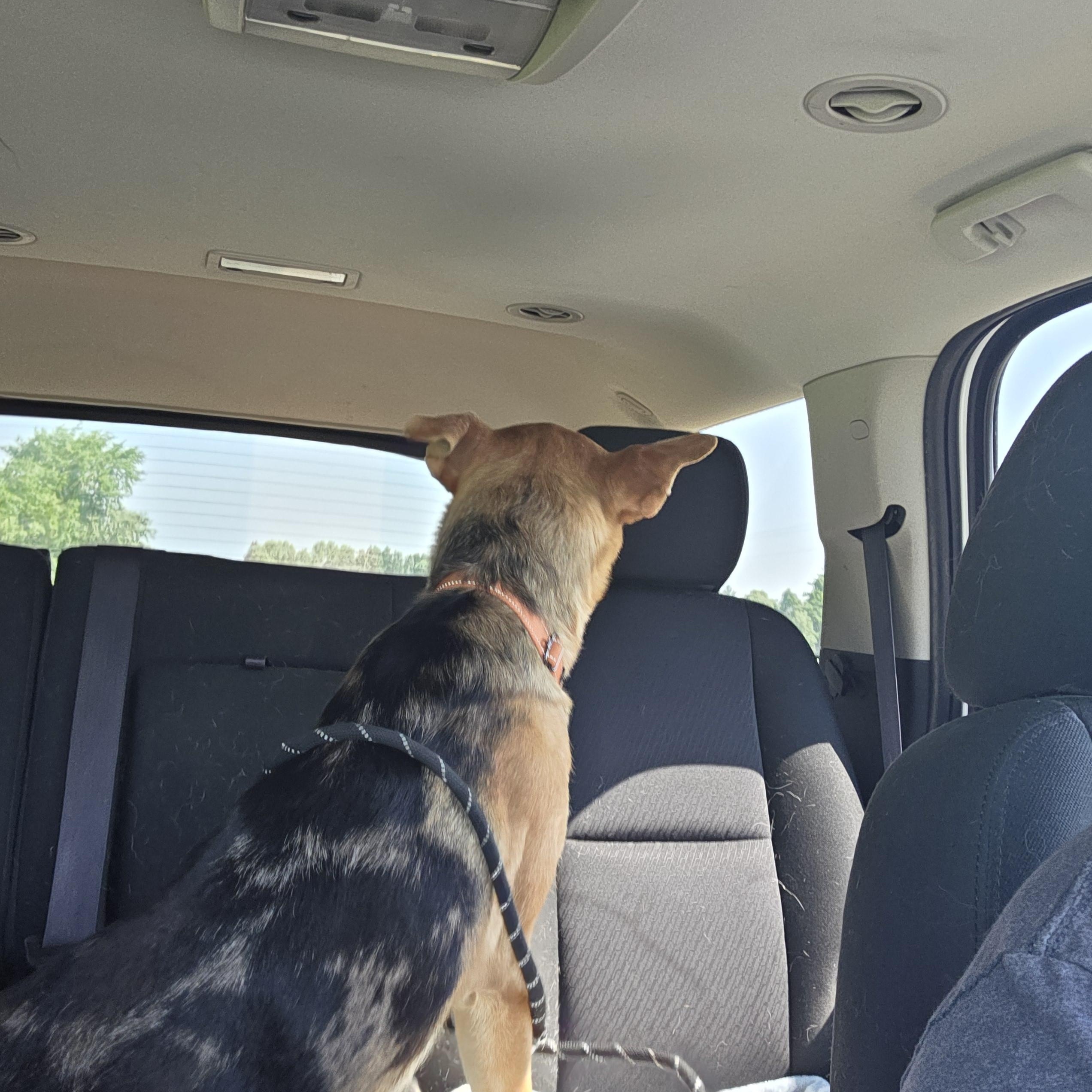 Taco, a Adoptable mixed breed in West Branch, MI image 2/2