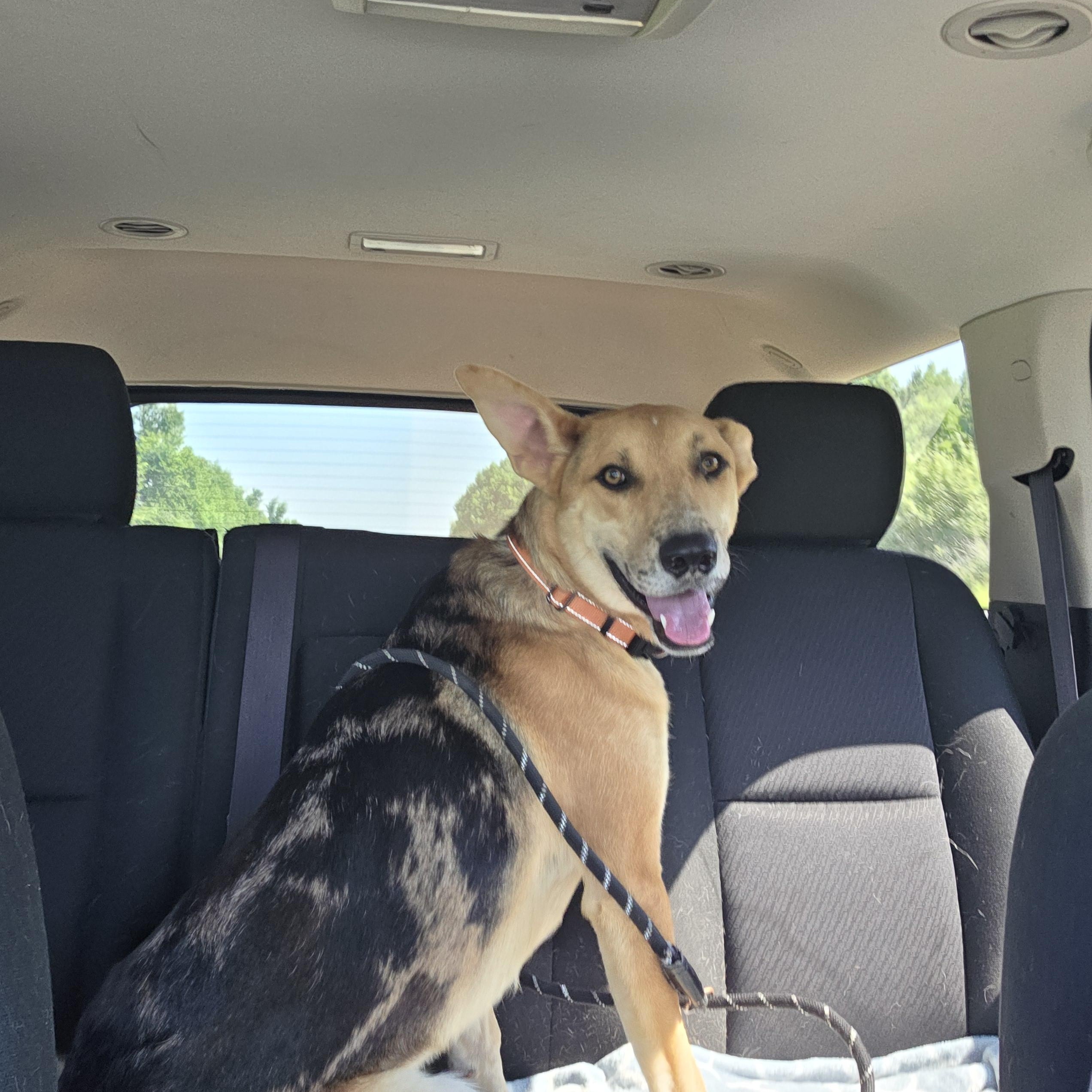 Taco, a Adoptable mixed breed in West Branch, MI image 1/2