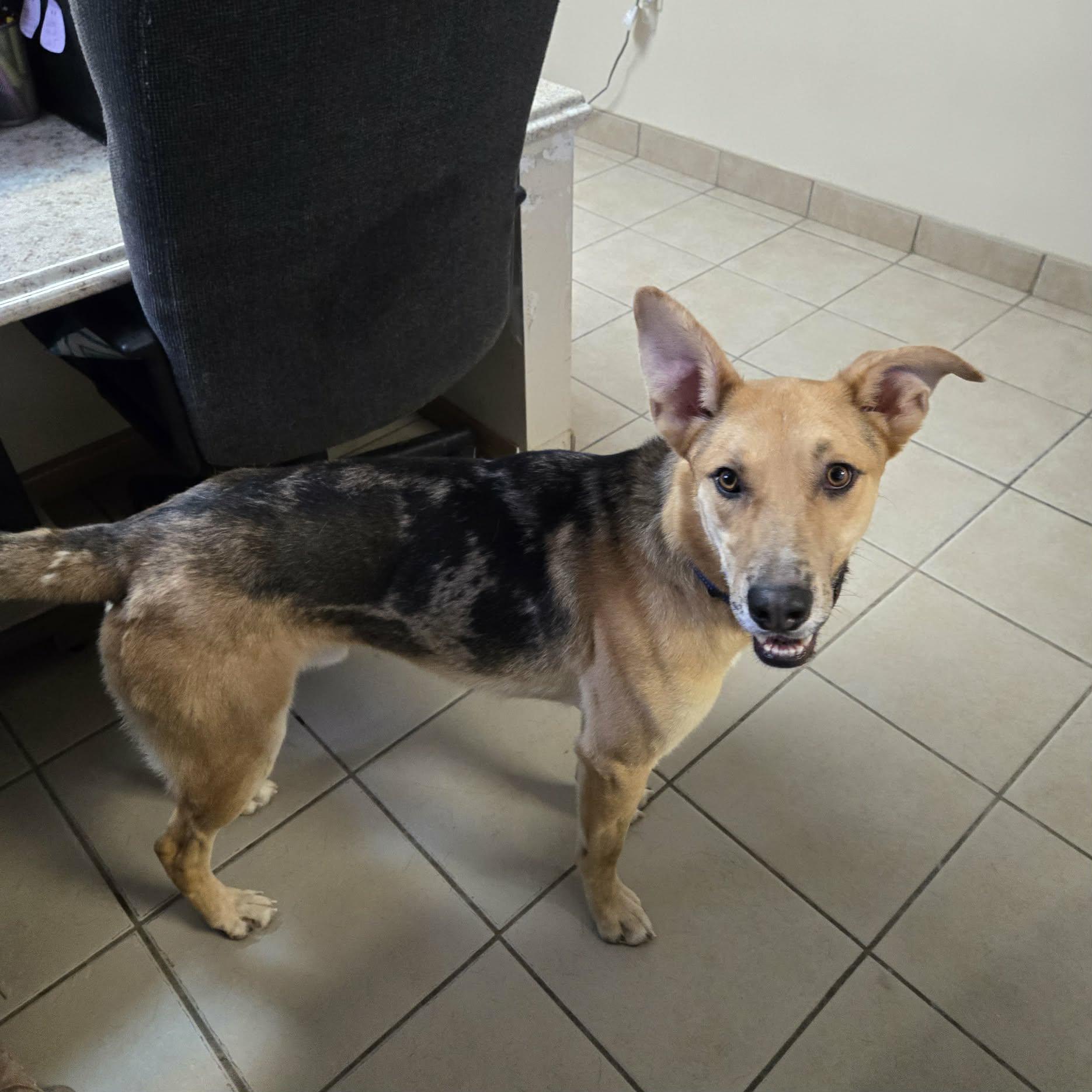 Enlarge Taco, a Adoptable mixed breed in West Branch, MI image 1/3