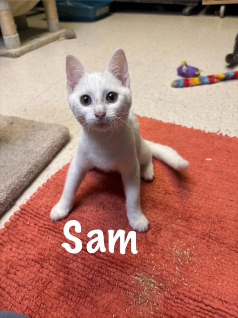 Enlarge Sam, a Adoptable American Shorthair in Perry, GA image 1/1