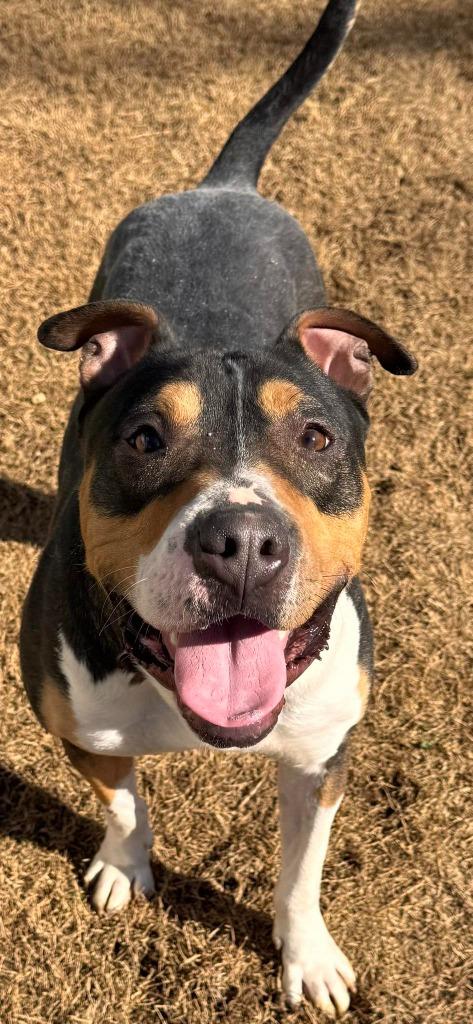 Enlarge Sparky, a Adoptable mixed breed in East Ridge, TN image 2/6