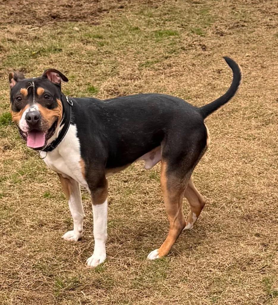 Enlarge Sparky, a Adoptable mixed breed in East Ridge, TN image 4/6