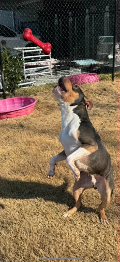 Enlarge Sparky, a Adoptable Pit Bull Terrier in East Ridge, TN image 3/4