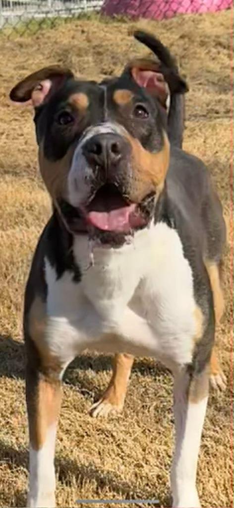 Sparky, Adoptable, Adult Male Pit Bull Terrier.