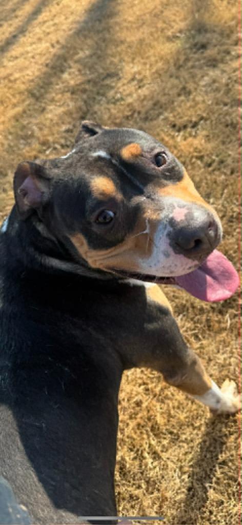 Enlarge Sparky, a Adoptable Pit Bull Terrier in East Ridge, TN image 3/4