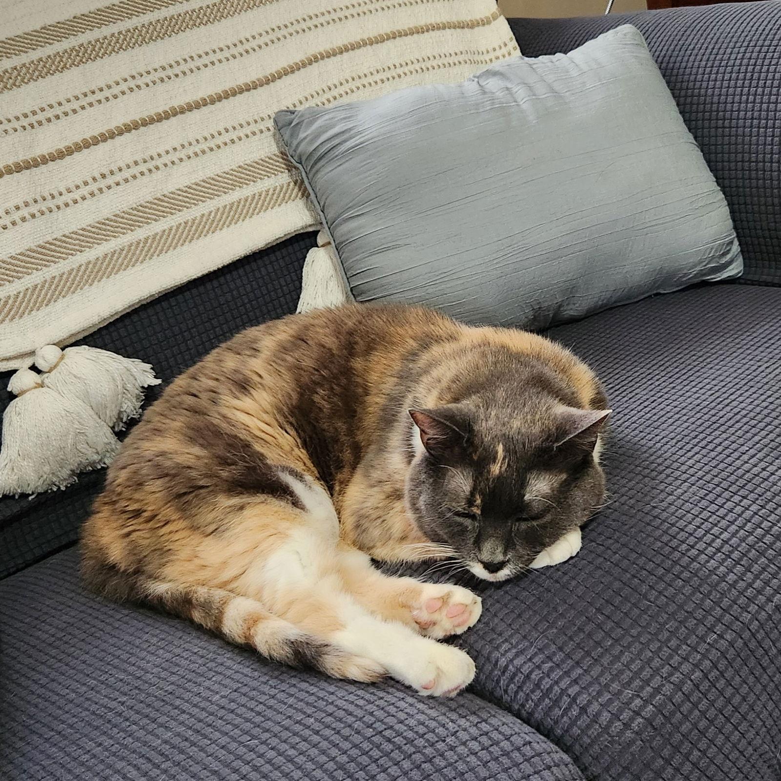 Puddin, Adoptable, Senior Female Domestic Short Hair.