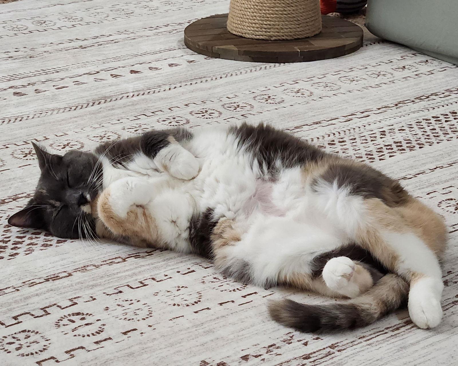 Puddin, a Adoptable Domestic Short Hair in Rochester, NY image 2/2