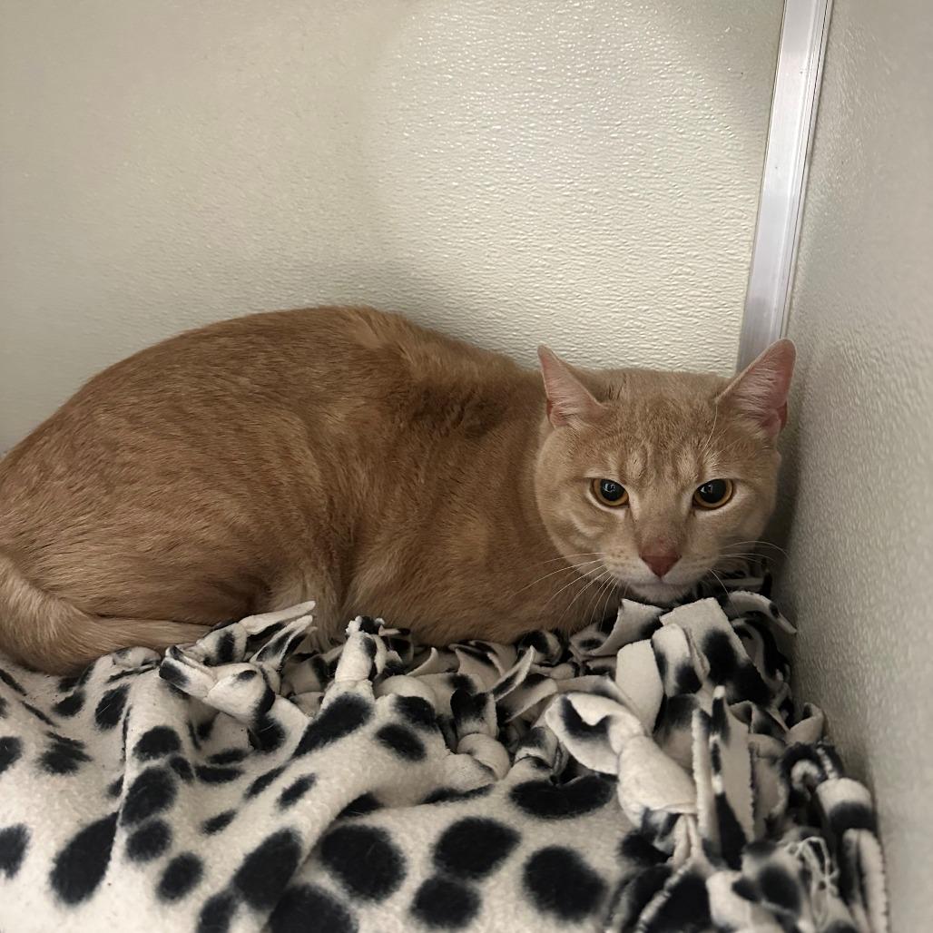 Enlarge Wonton, a Adoptable Domestic Short Hair in Branford, CT image 1/1