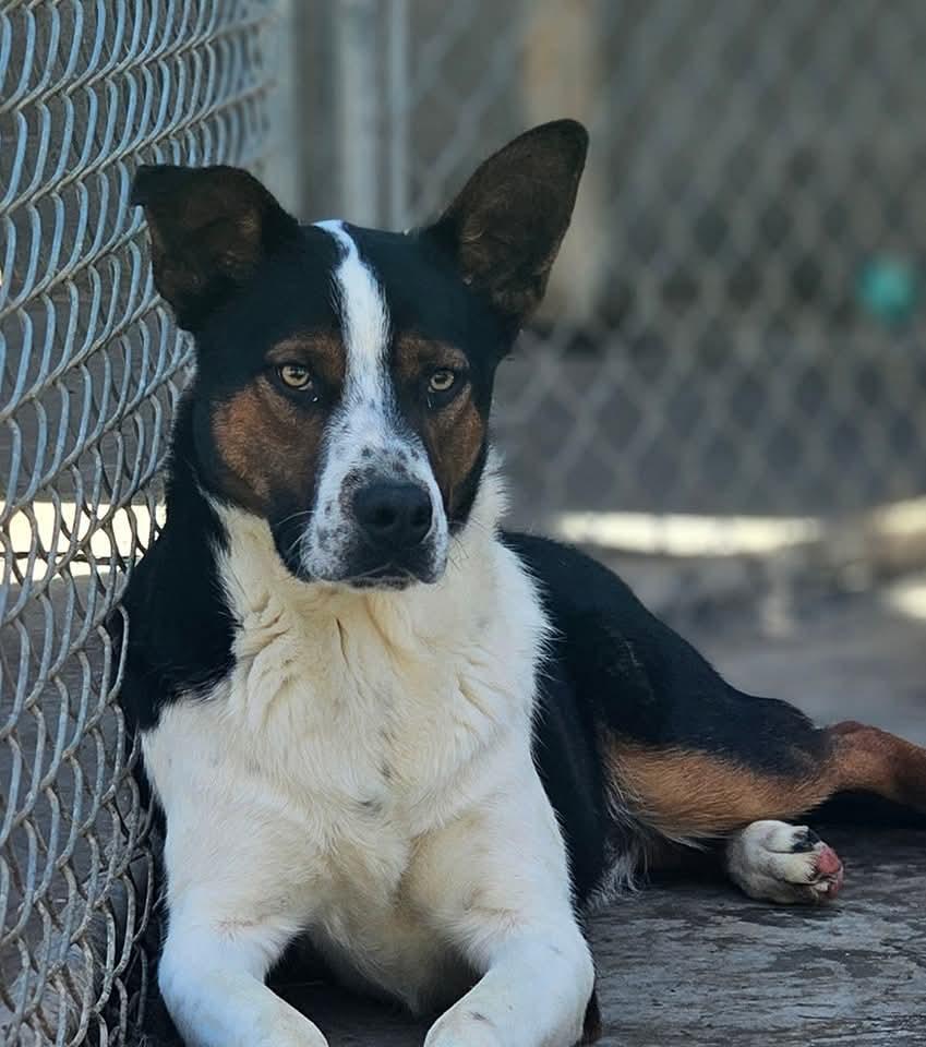 Aiden, a Adoptable mixed breed in Springerville, AZ image 1/2