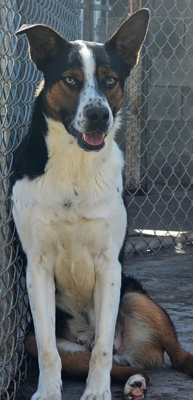 Aiden, a Adoptable mixed breed in Springerville, AZ image 2/2