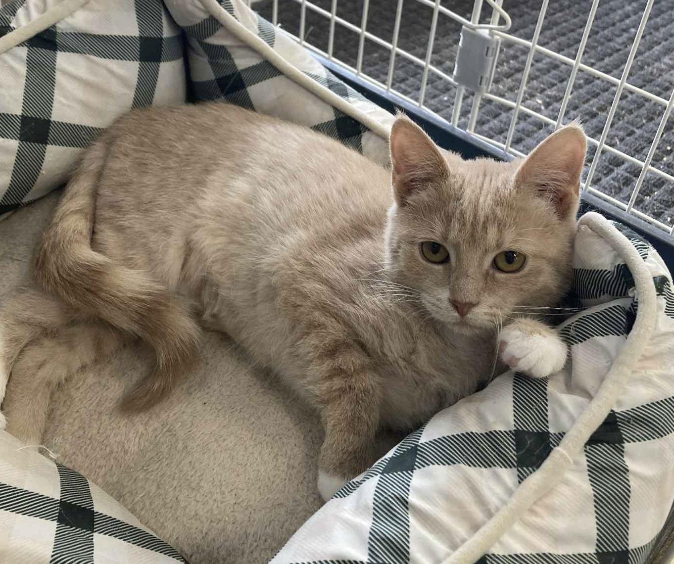 Sprout, Adopted, Kitten Female Domestic Short Hair.