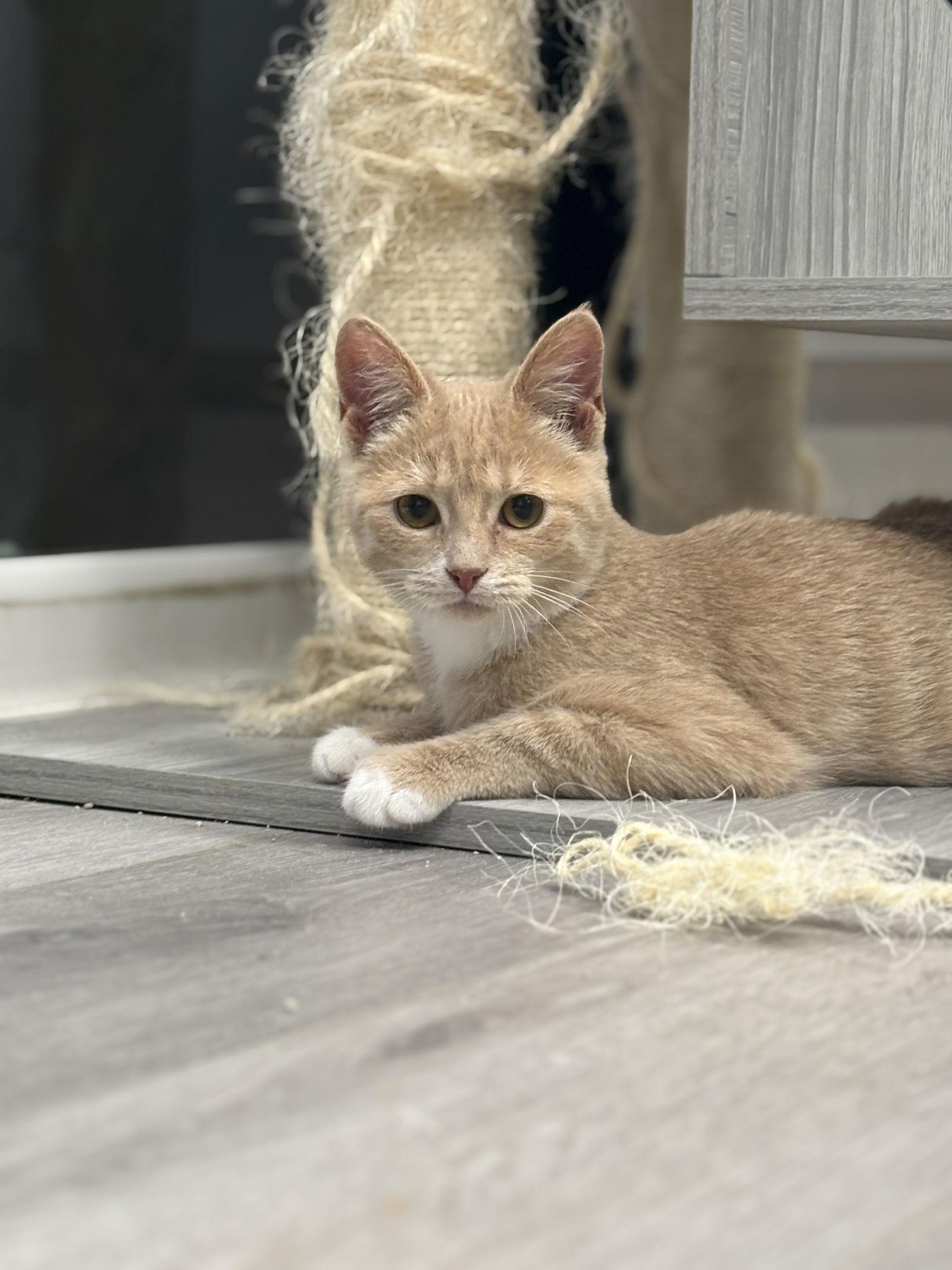 Enlarge Sprout, a Adopted Domestic Short Hair in Georgetown, KY image 3/3
