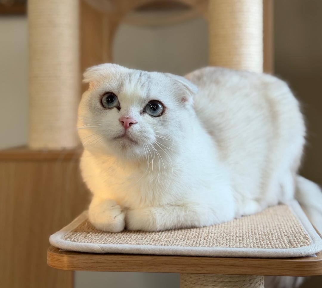 Enlarge Wisteria, an adopted Scottish Fold in Wayne, NJ image 3/3