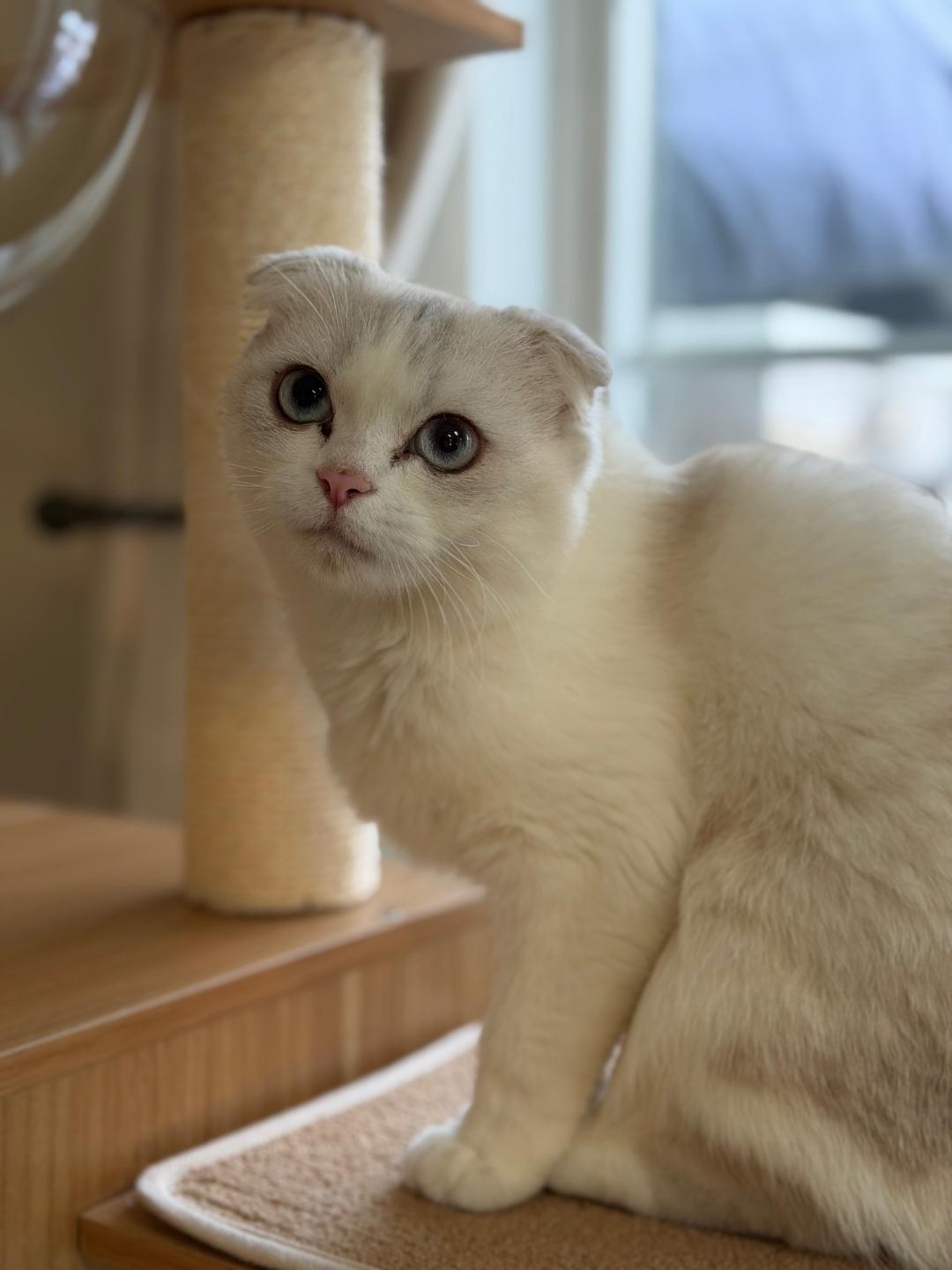 Enlarge Wisteria, an adopted Scottish Fold in Wayne, NJ image 2/3