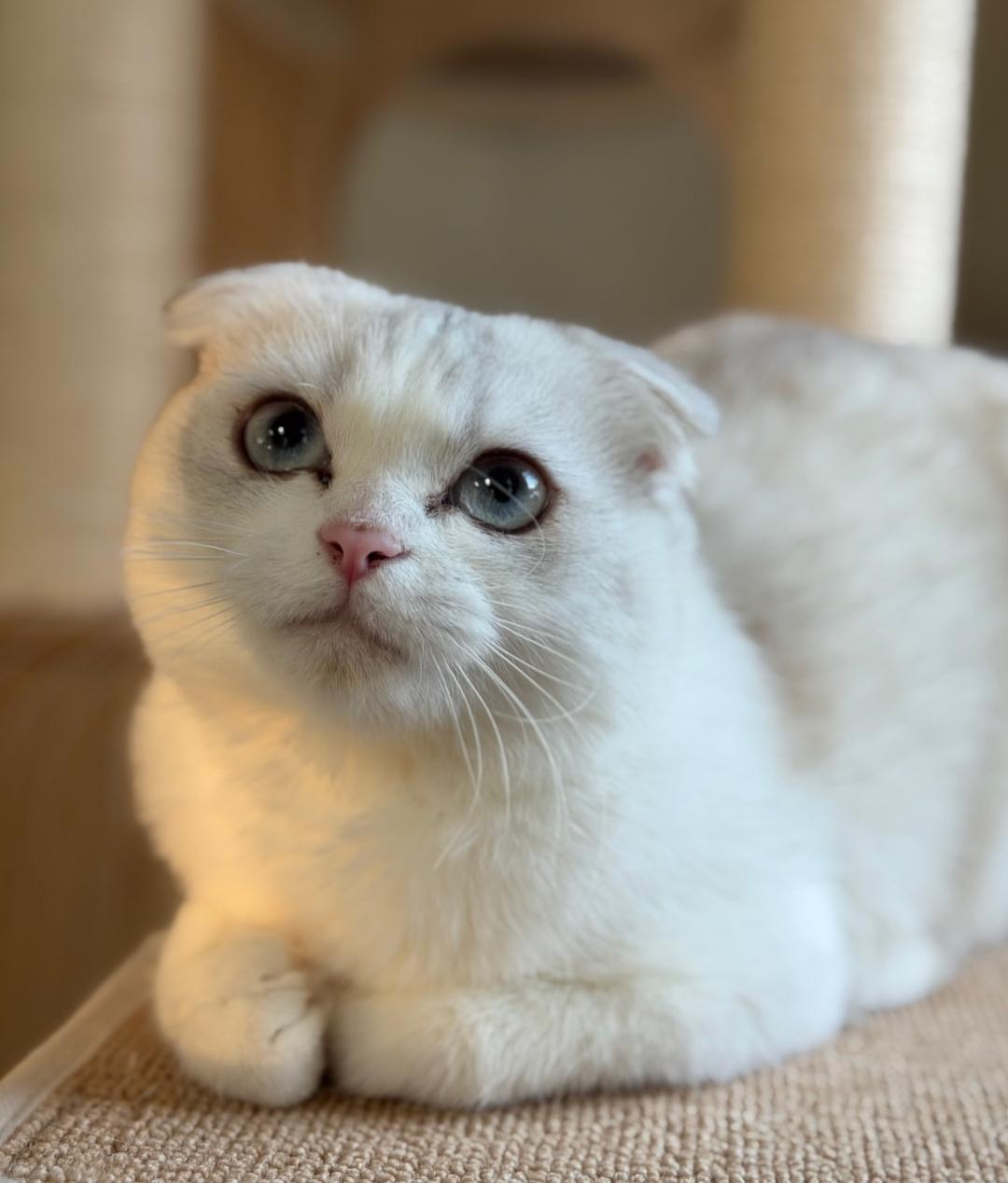 Wisteria, adopted, Young Female Scottish Fold.